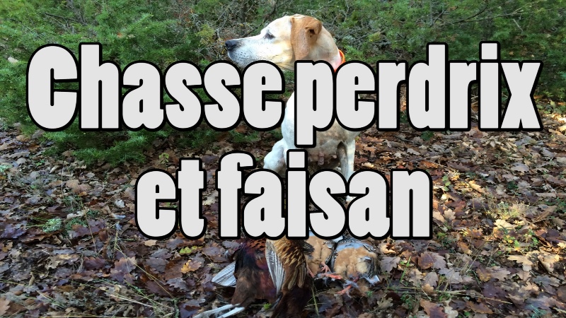 chasse perdrix et faisan